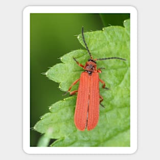 Red net-winged beetle - Dictyoptera simplicipes Sticker